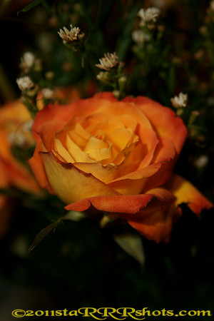 DSC09631