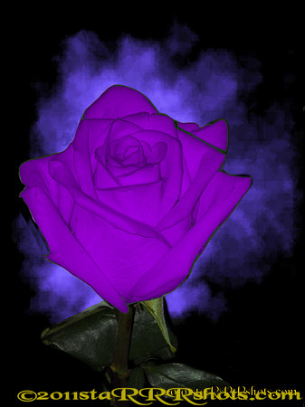 DSCN0292CPurple
