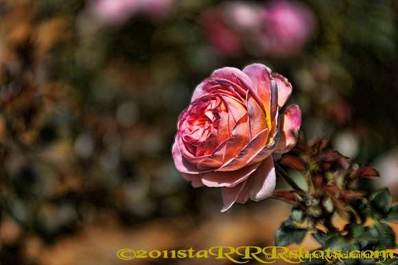 rose2