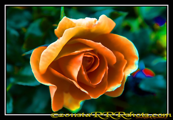 DSC06993G