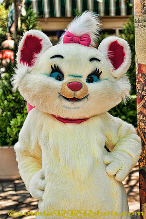 DSC00483C