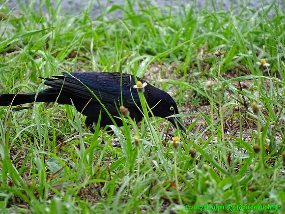 DSC00687