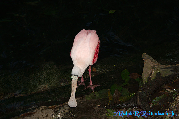 DSC01488