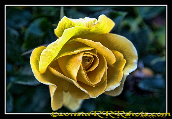 DSC06993L