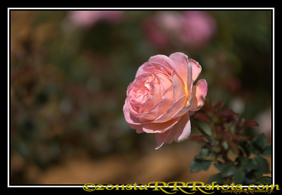DSC02461