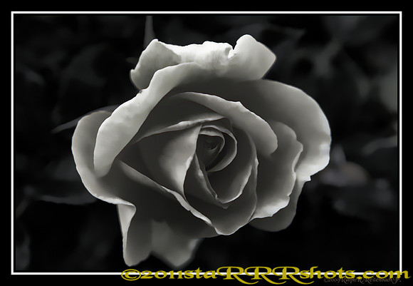DSC06993F