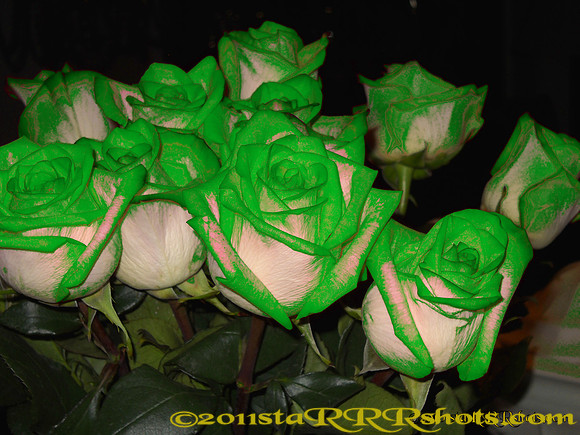 roses green