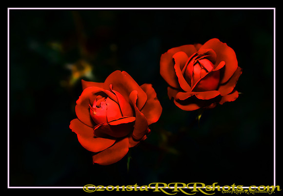 DSC06970H