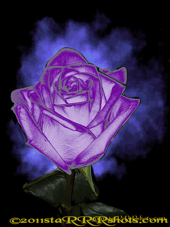 DSCN0292C purple2