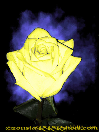 DSCN0292C yellow